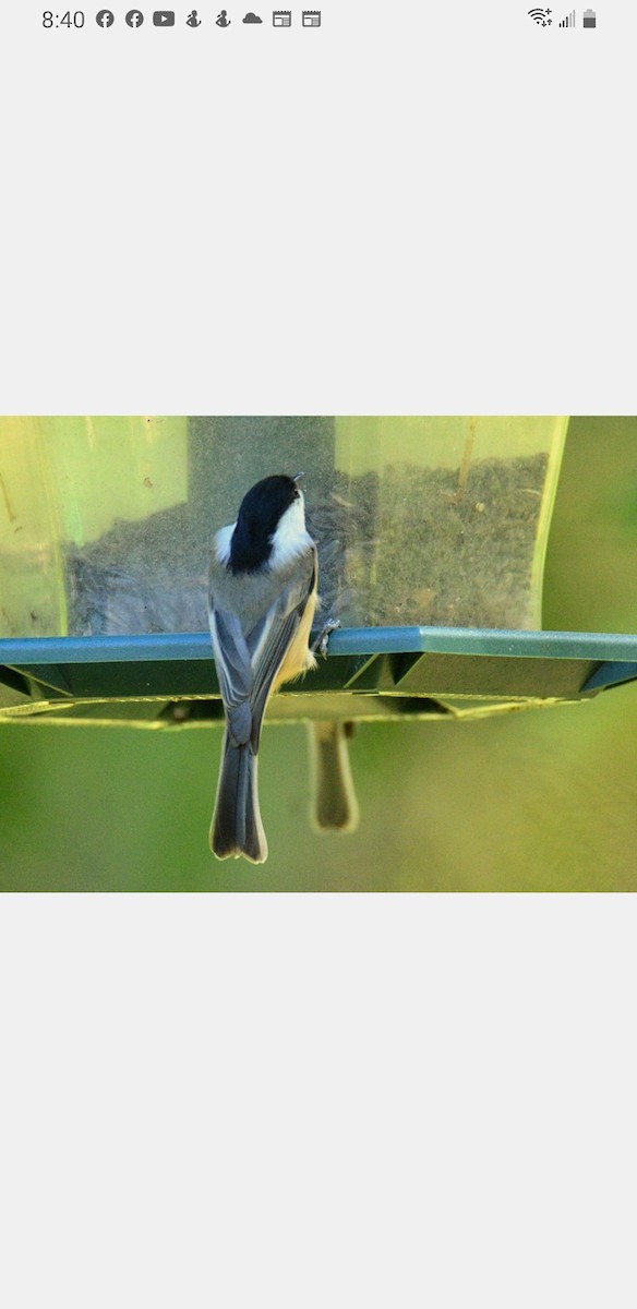 Black-capped Chickadee - ML492178731