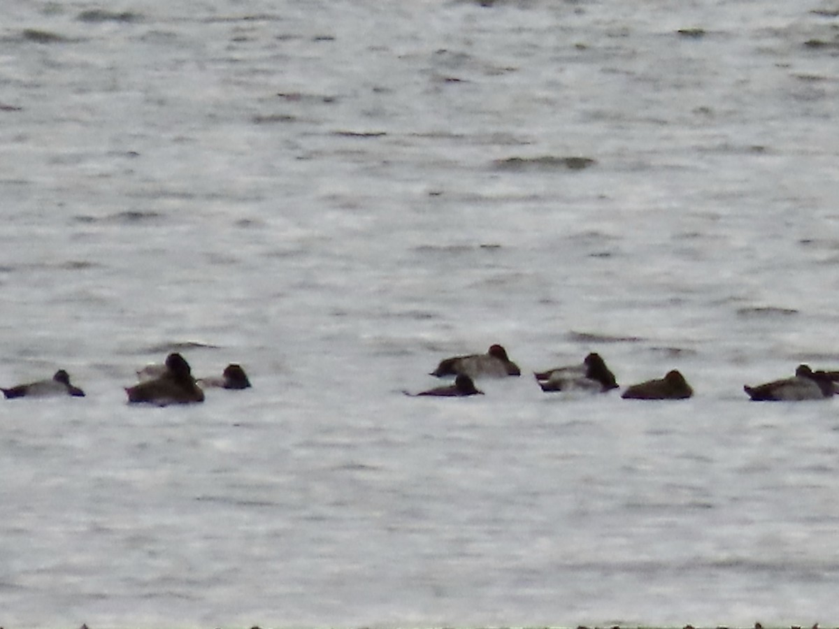 Lesser Scaup - Marjorie Watson