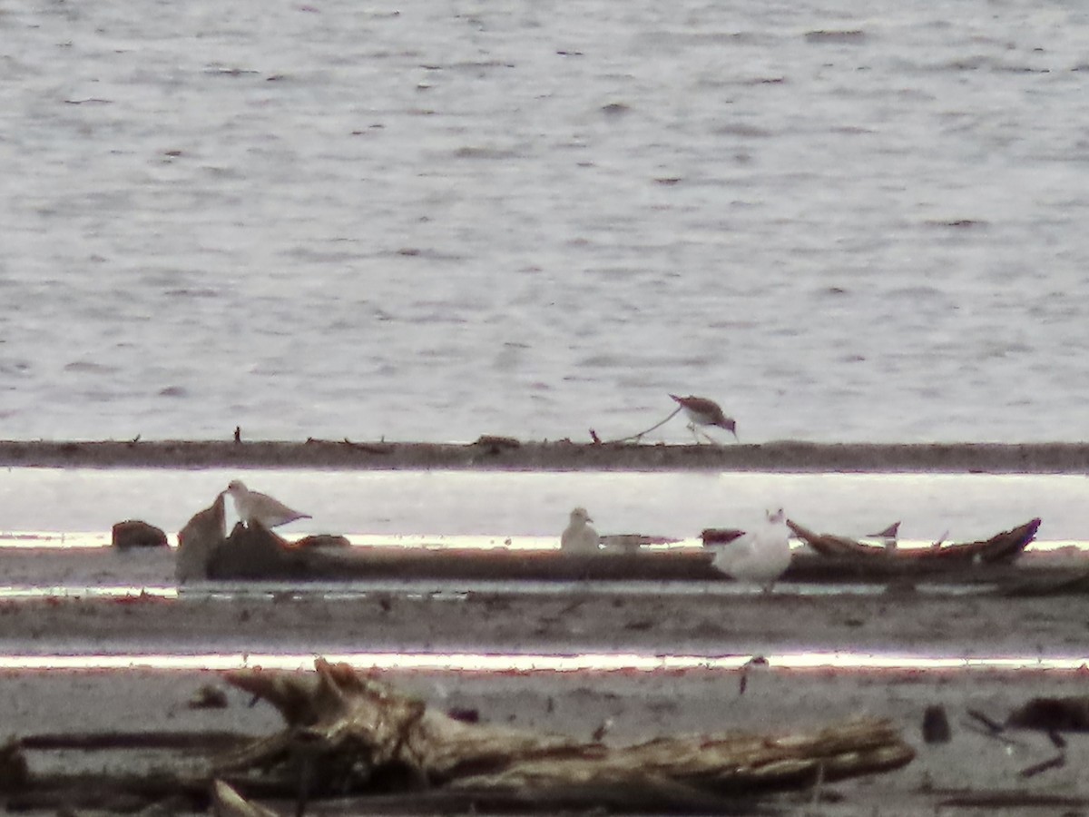 Black-bellied Plover - ML492179801