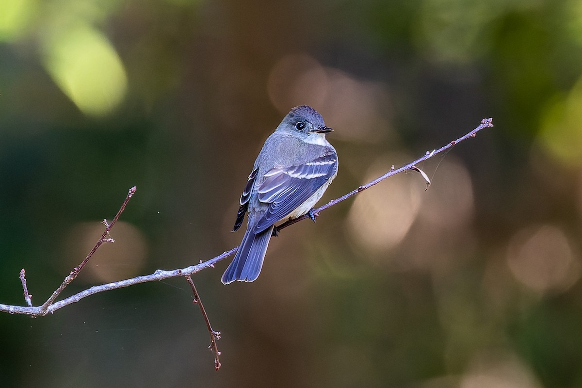 Eastern Wood-Pewee - Ethan Landreville