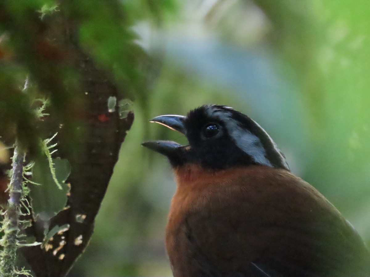 Tanager Finch - Edison🦉 Ocaña