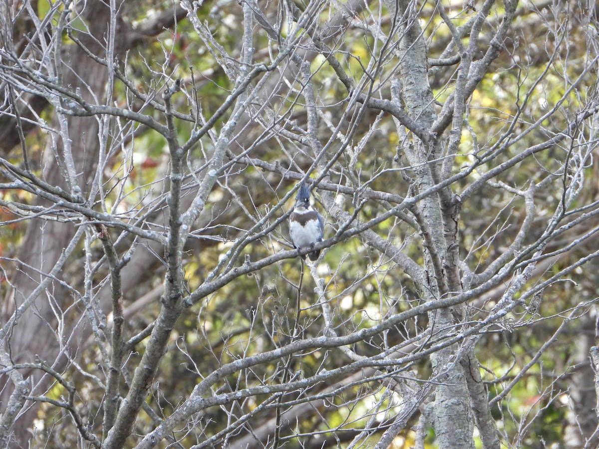 Belted Kingfisher - ML492181131