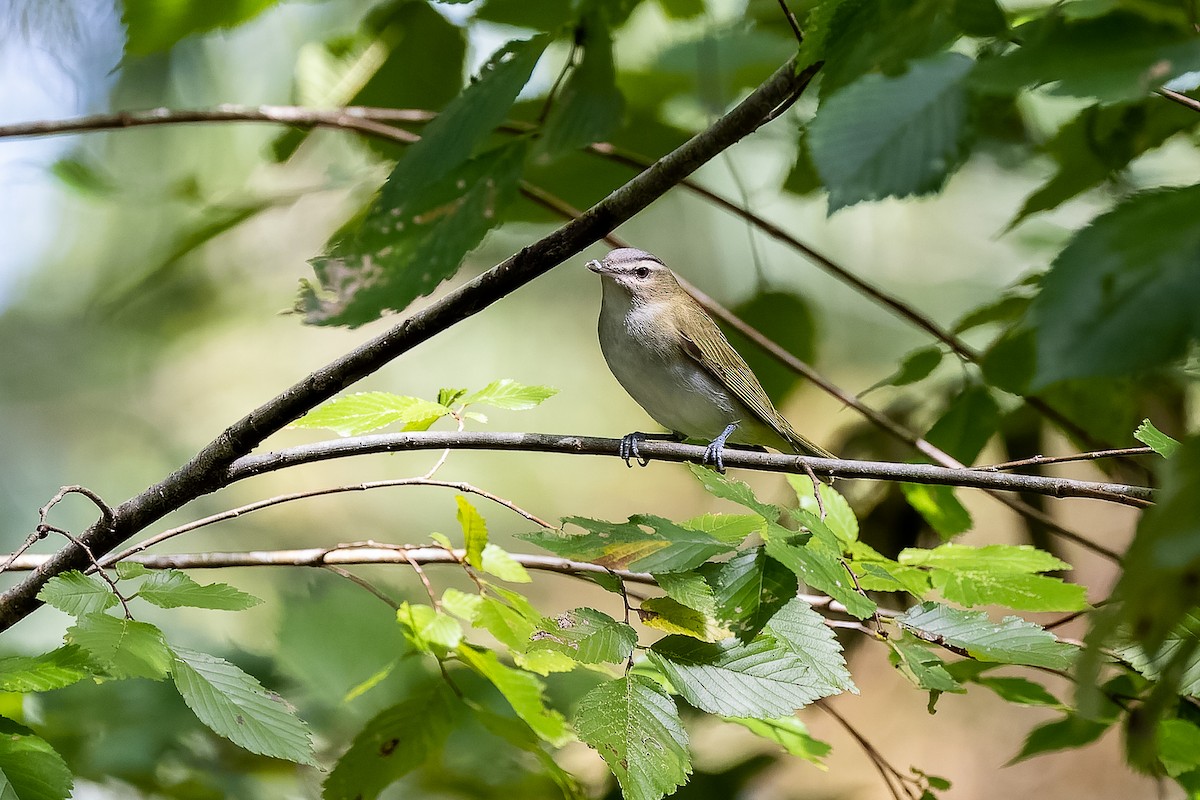 Viréo aux yeux rouges - ML492181241