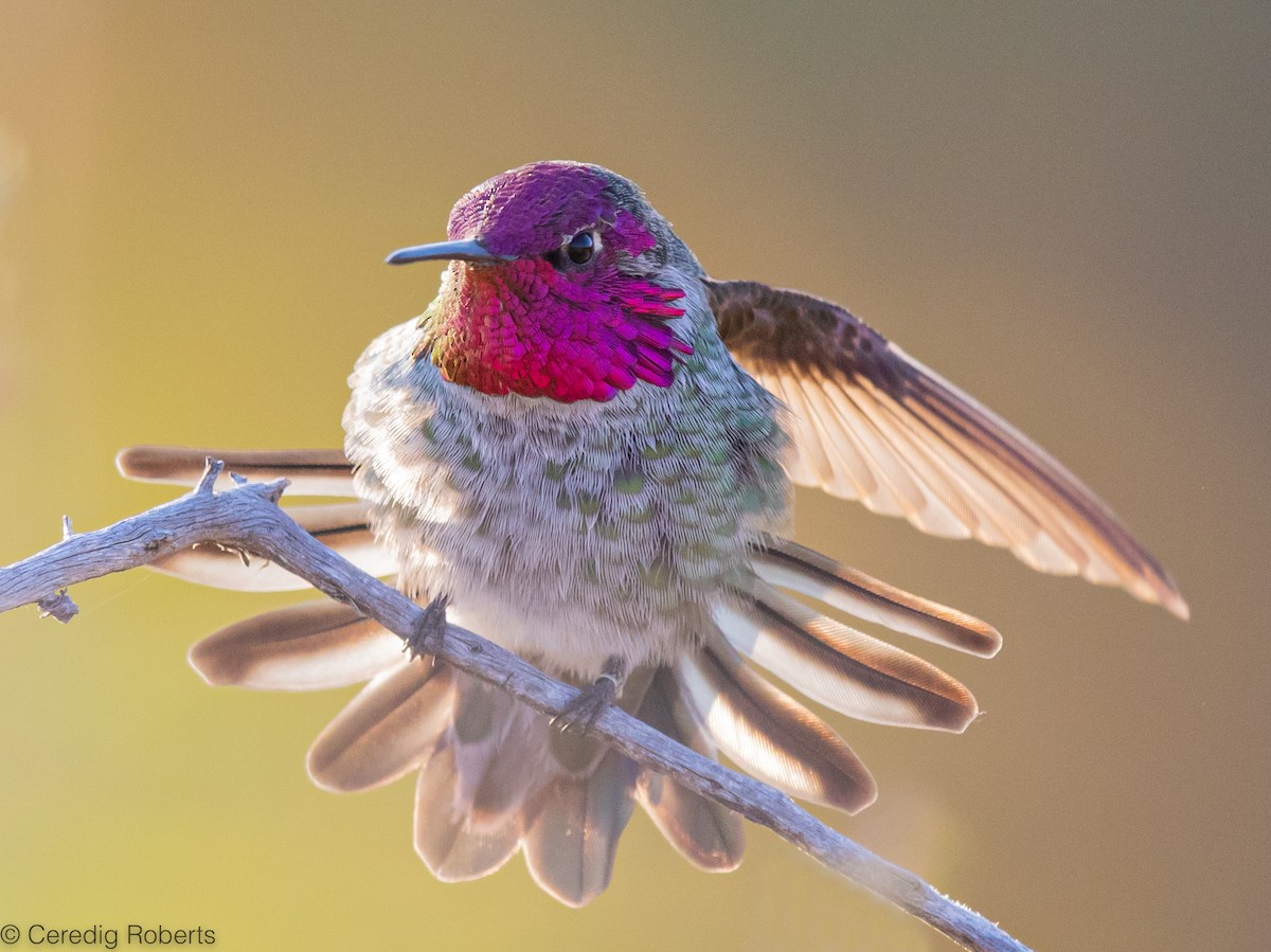 Anna's Hummingbird - Ceredig  Roberts