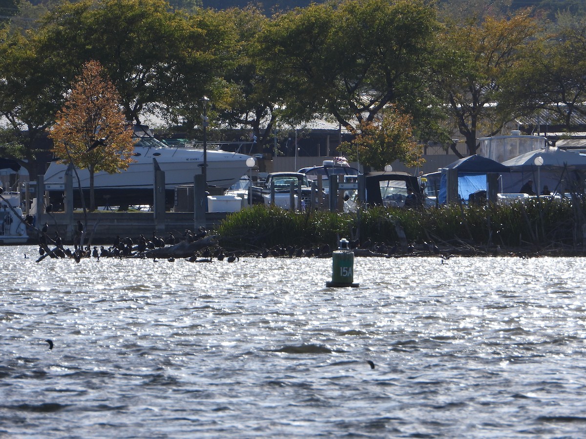 Double-crested Cormorant - ML492182861