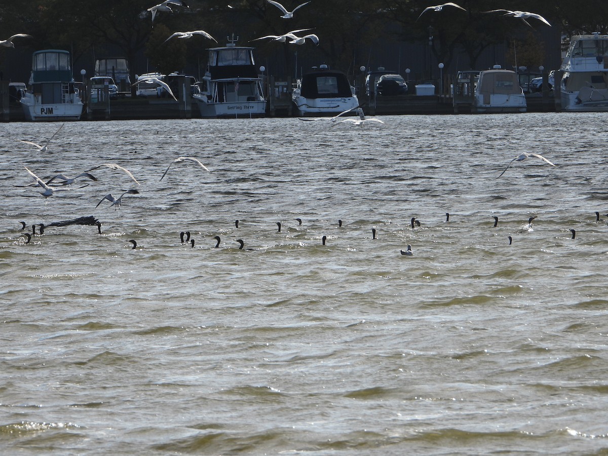 Double-crested Cormorant - ML492182871