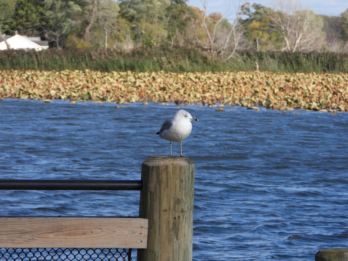 Ring-billed Gull - ML492183001