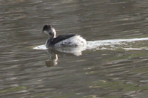 Eared Grebe - ML492183721