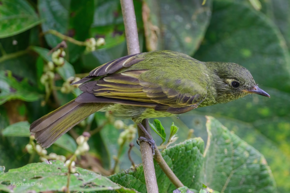 Olive-striped Flycatcher - ML492183921