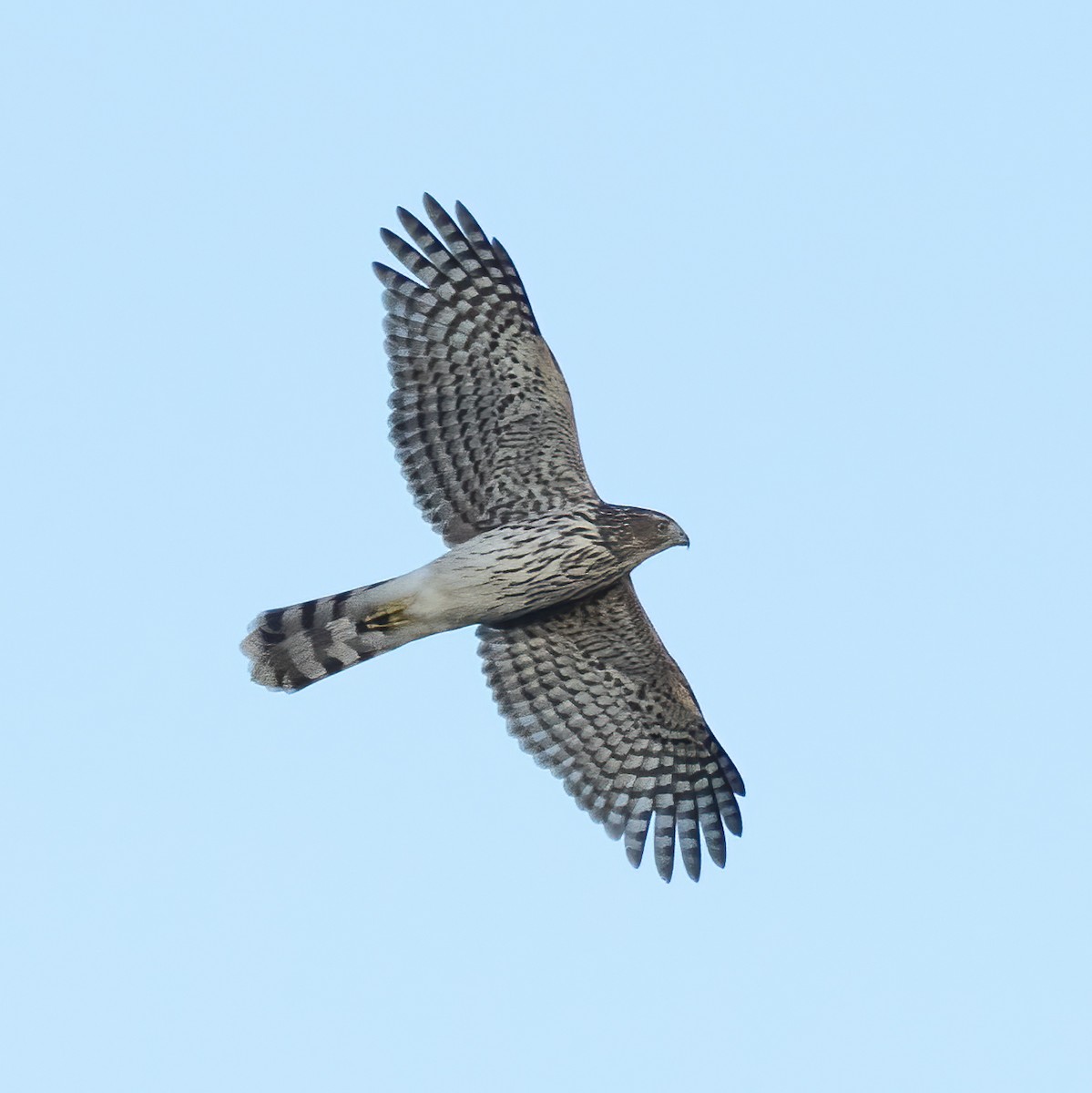 Cooper's Hawk - ML492183941