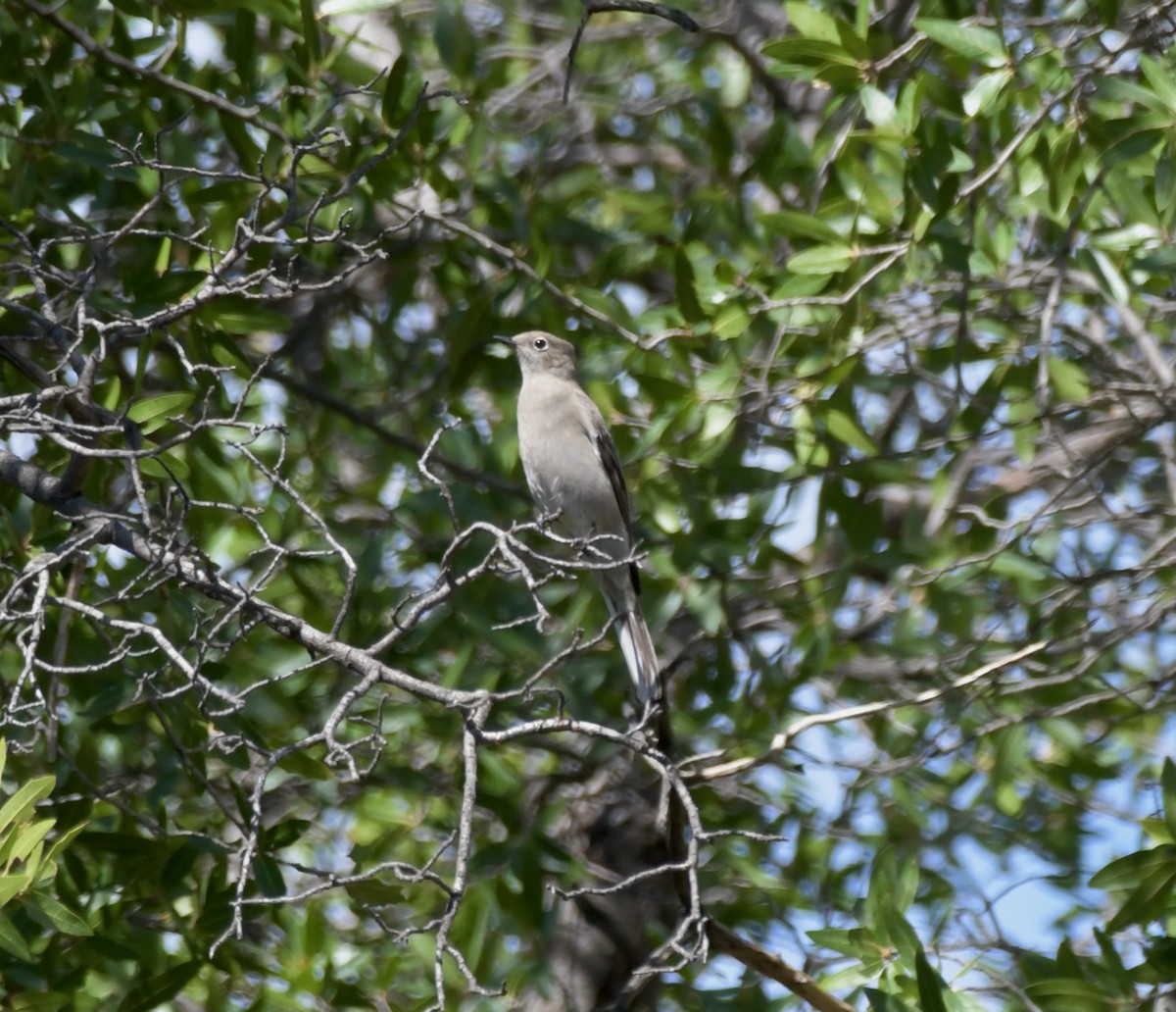 Townsend's Solitaire - ML492184651