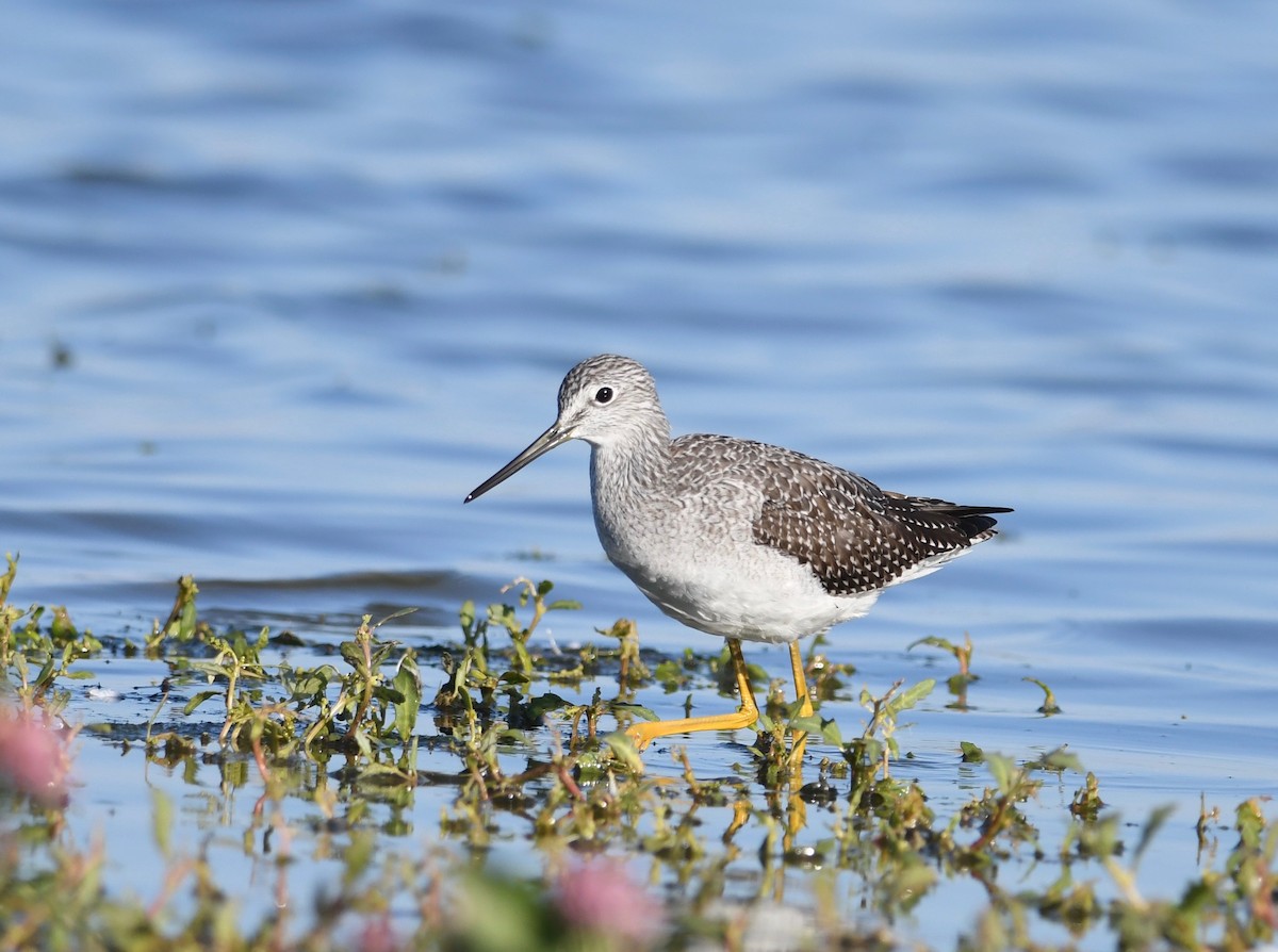 Greater Yellowlegs - Peter Paul