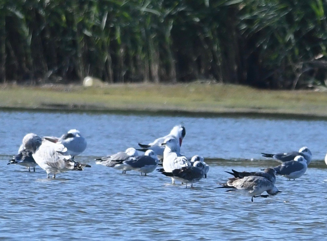 Caspian Tern - ML492184991