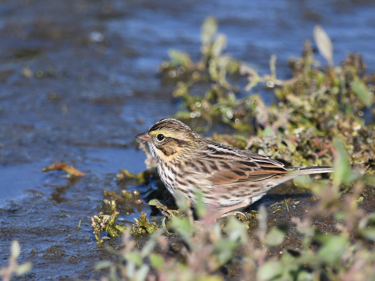 Savannah Sparrow - ML492185811