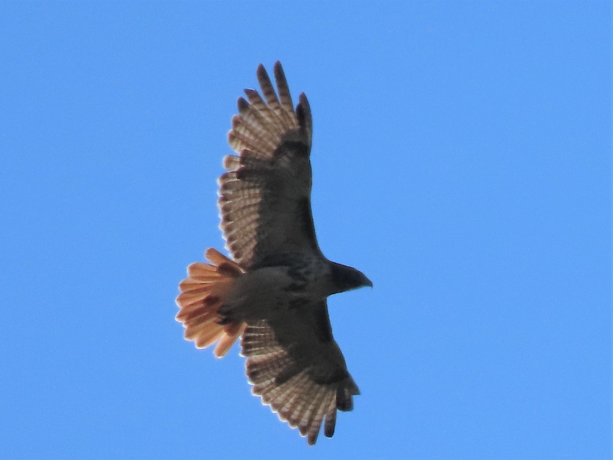 Red-tailed Hawk - ML492189561