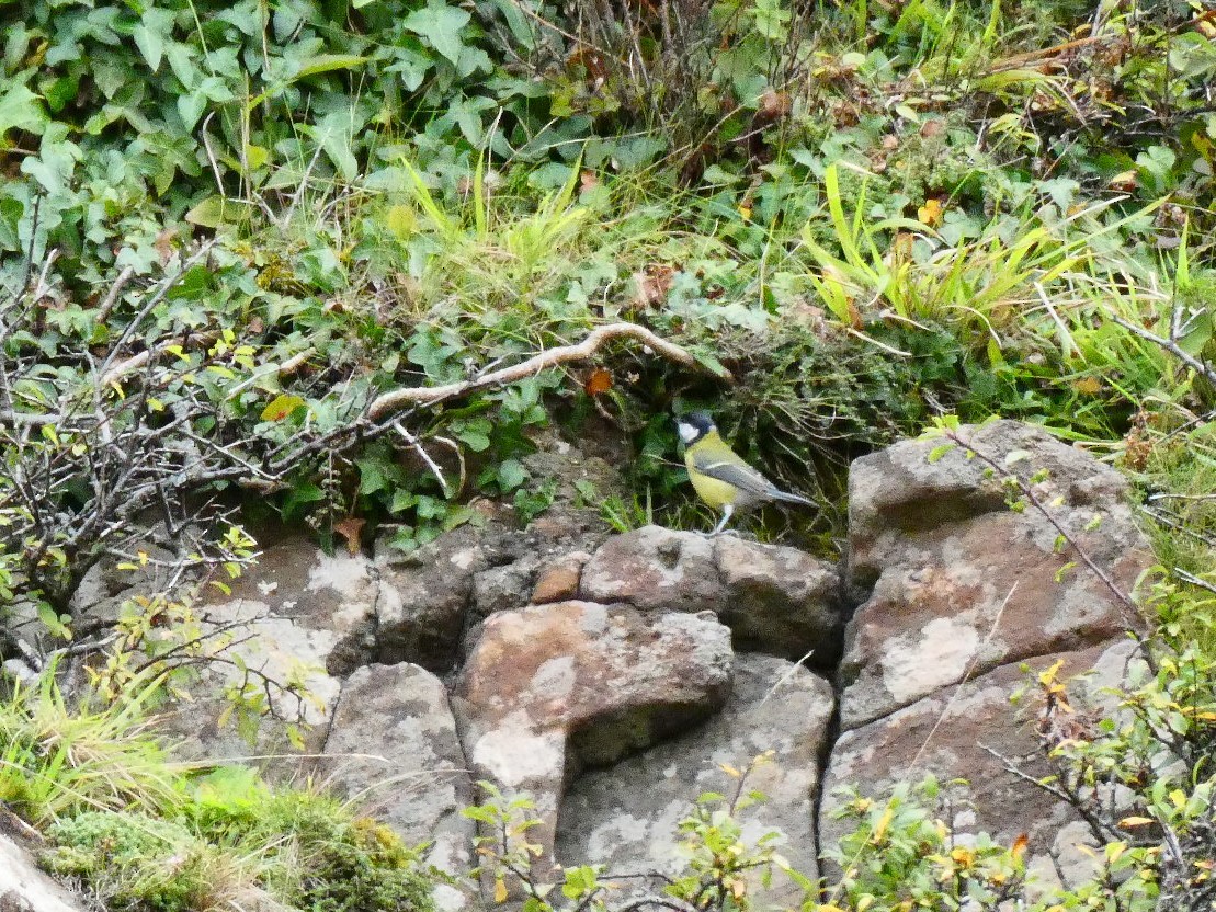 Great Tit - Anne Barbour