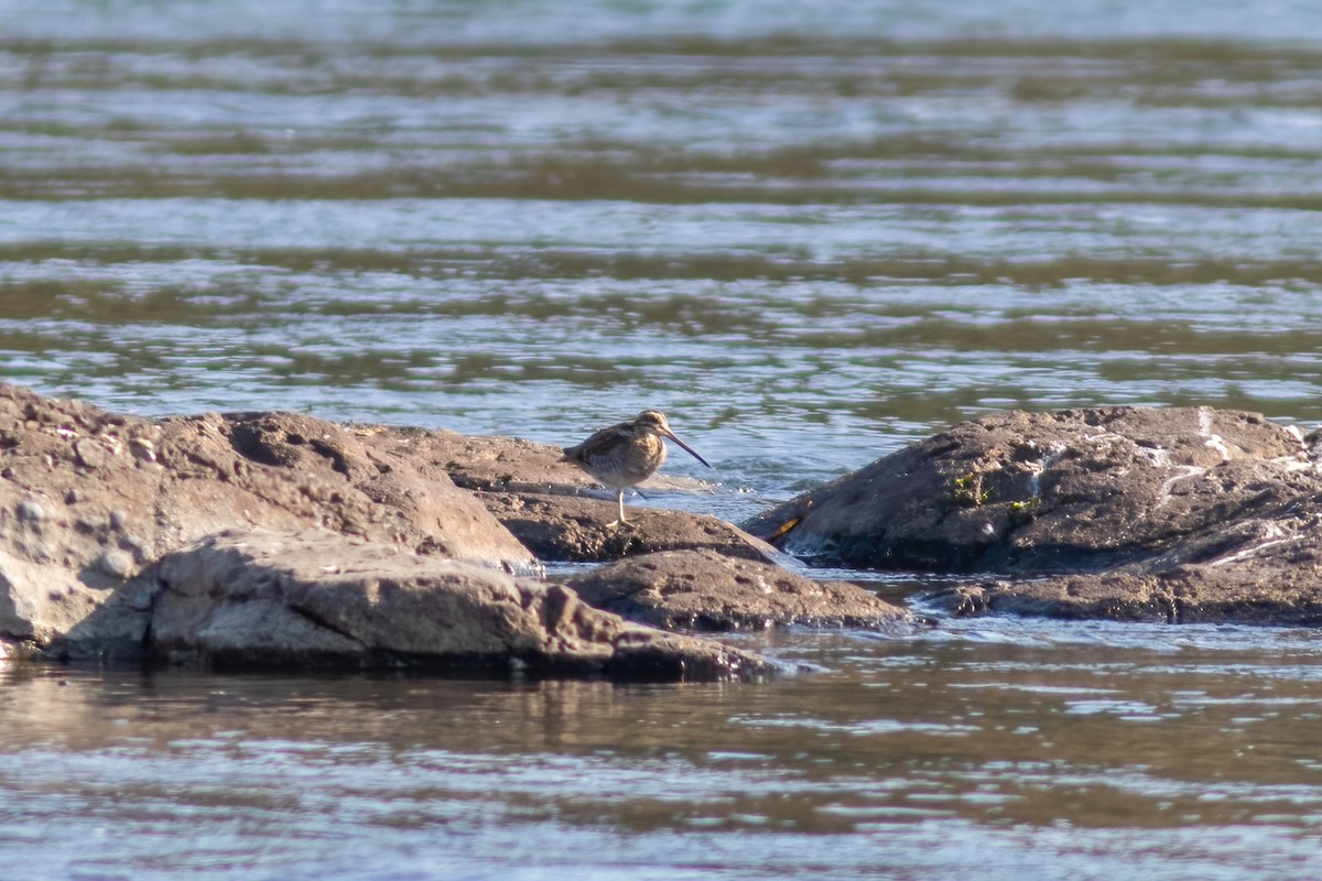 Wilson's Snipe - ML492189841