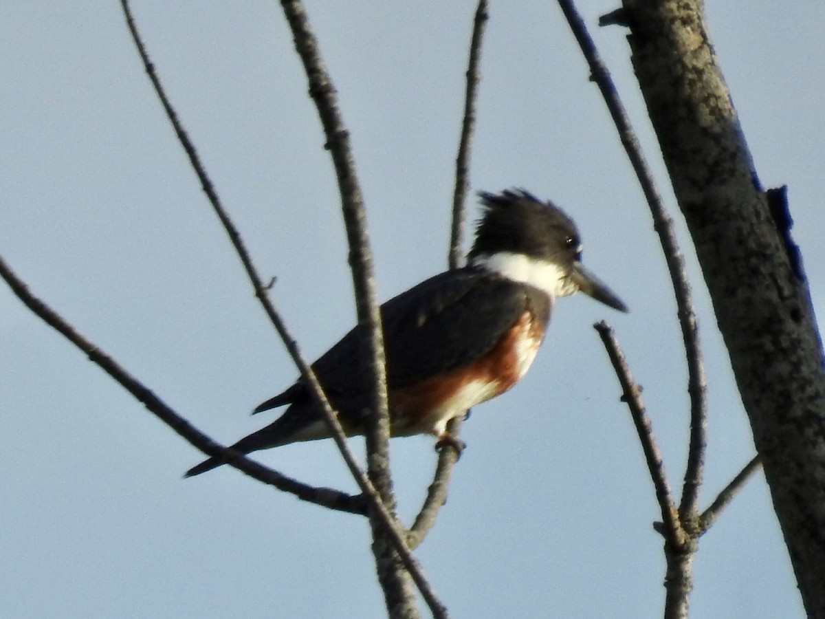 Belted Kingfisher - ML492190031