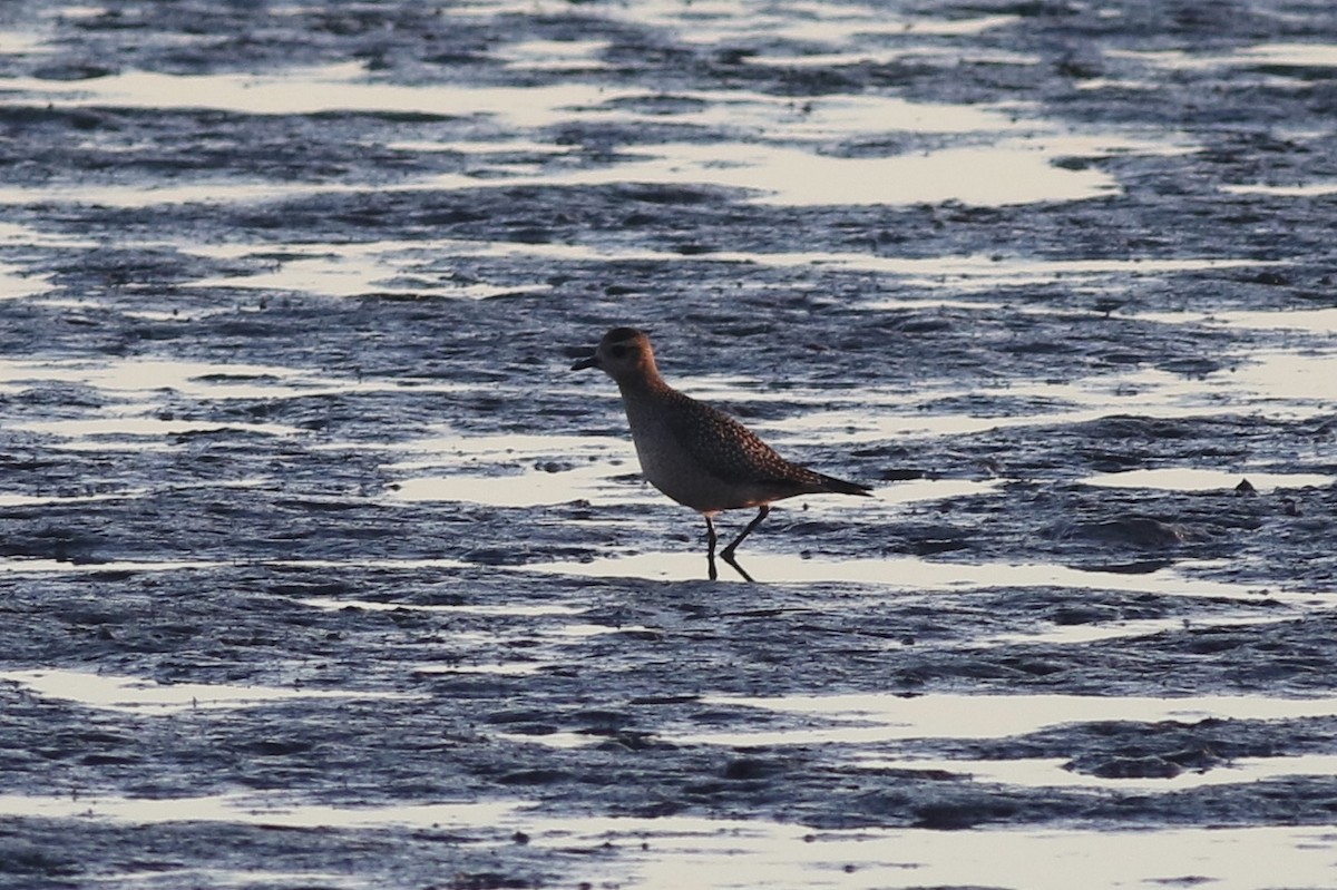 American Golden-Plover - ML492190281