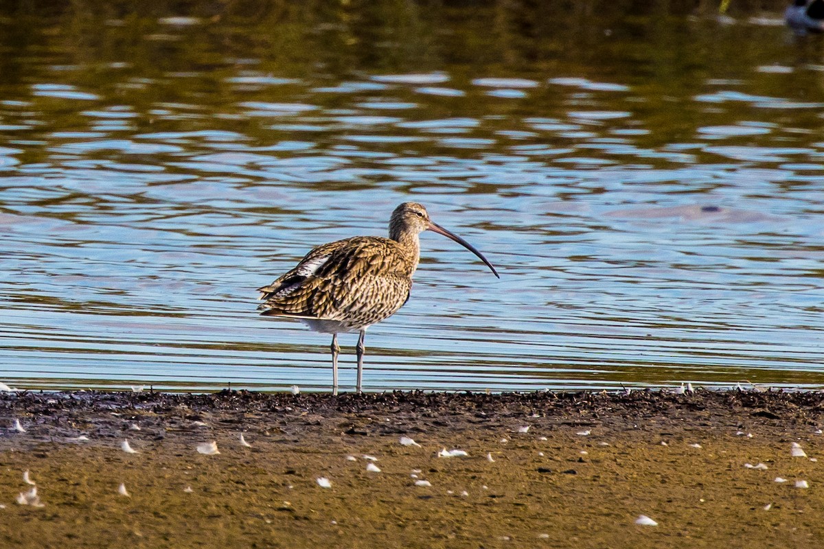 Eurasian Curlew - ML492190721