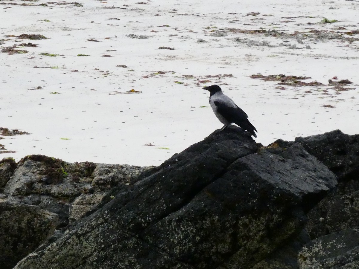 Hooded Crow - Anne Barbour