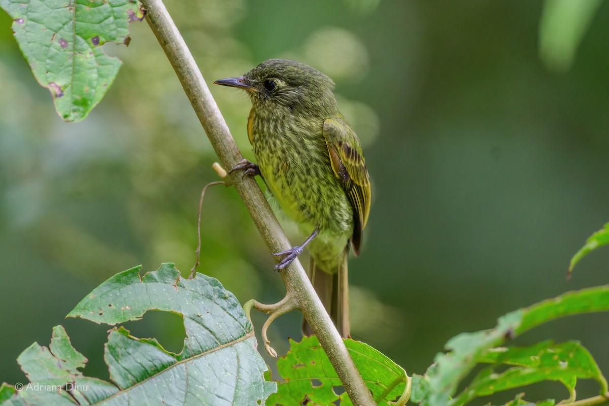 Olive-striped Flycatcher - ML492191781