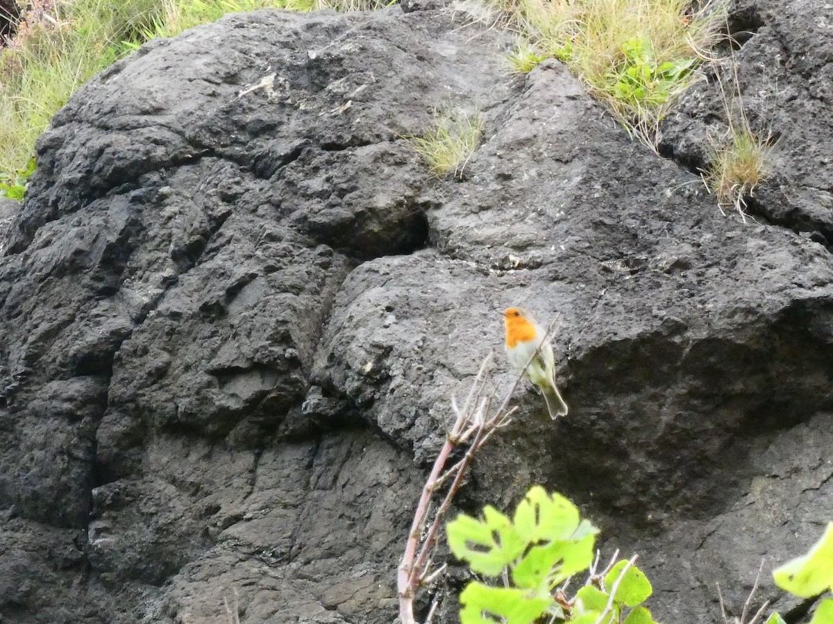 Rougegorge familier - ML492192931