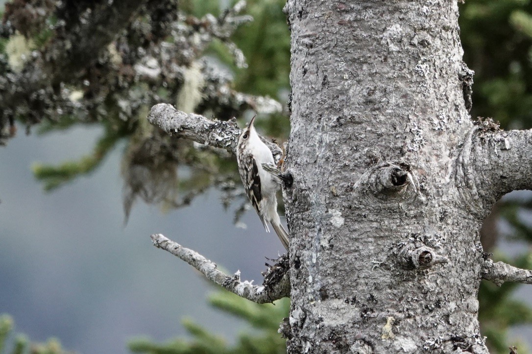 Brown Creeper - ML492193111