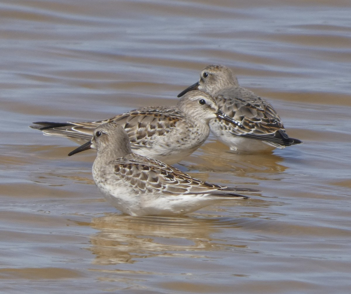 White-rumped Sandpiper - ML492193371