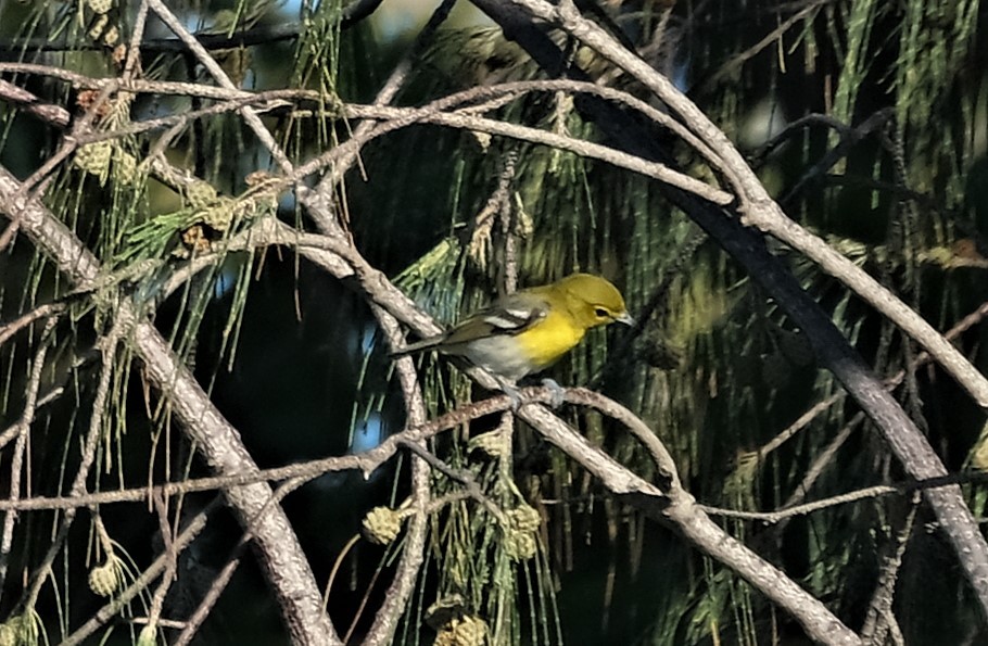 gulbrystvireo - ML492193671