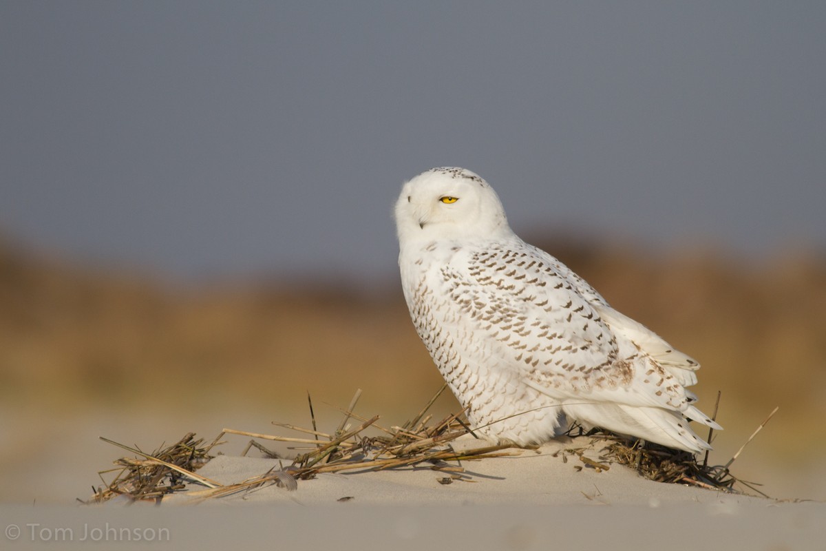 Snowy Owl - ML49219391