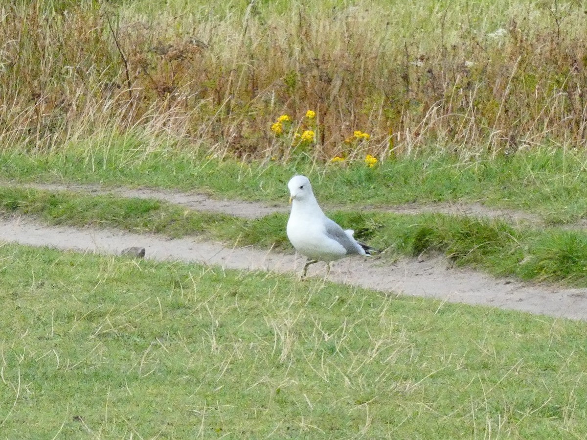 Common Gull - Anne Barbour