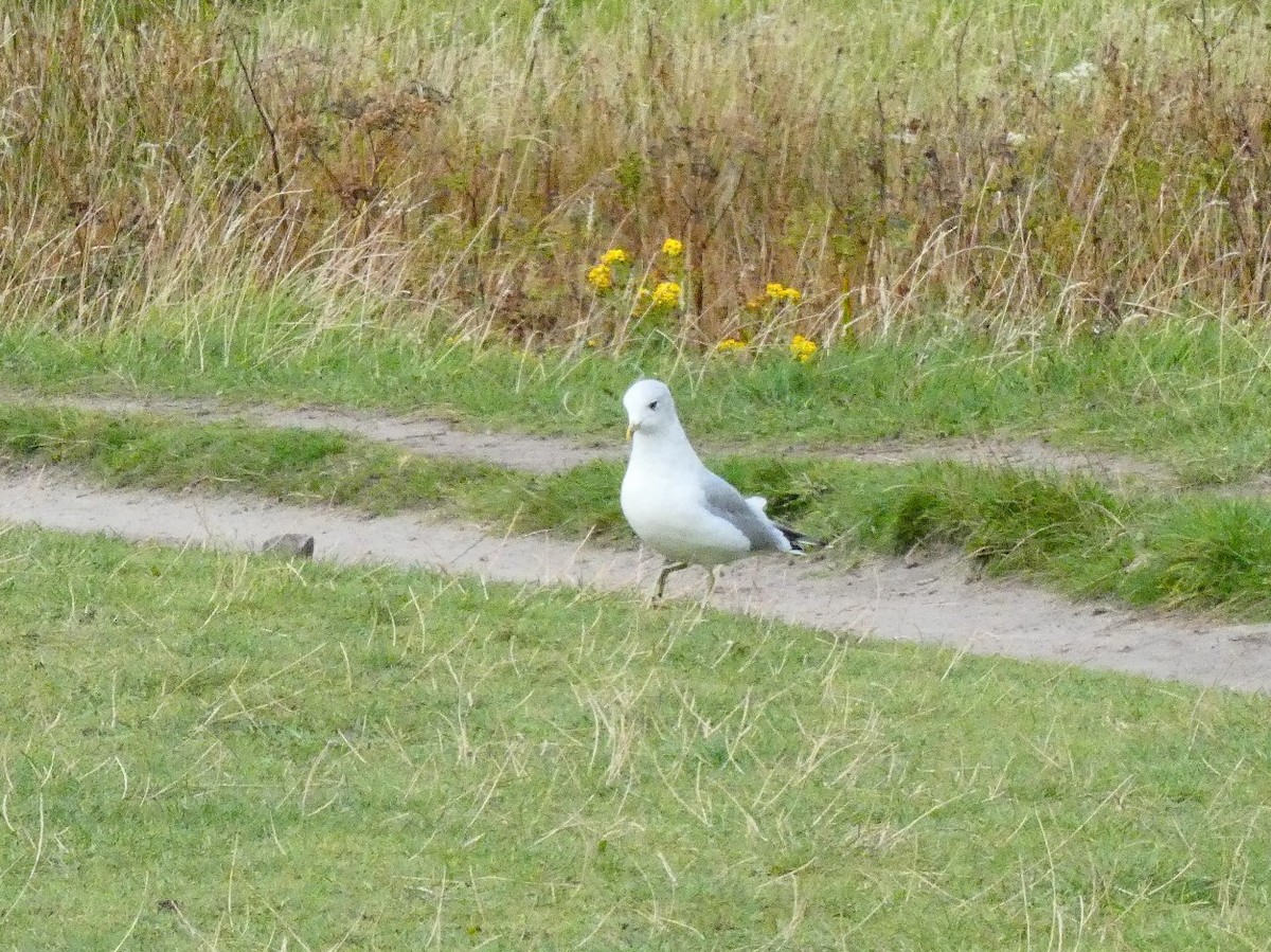 Common Gull - ML492194051