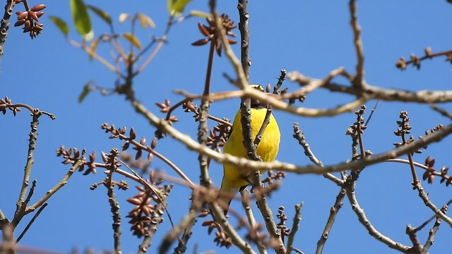 Purple-throated Euphonia - ML492194451