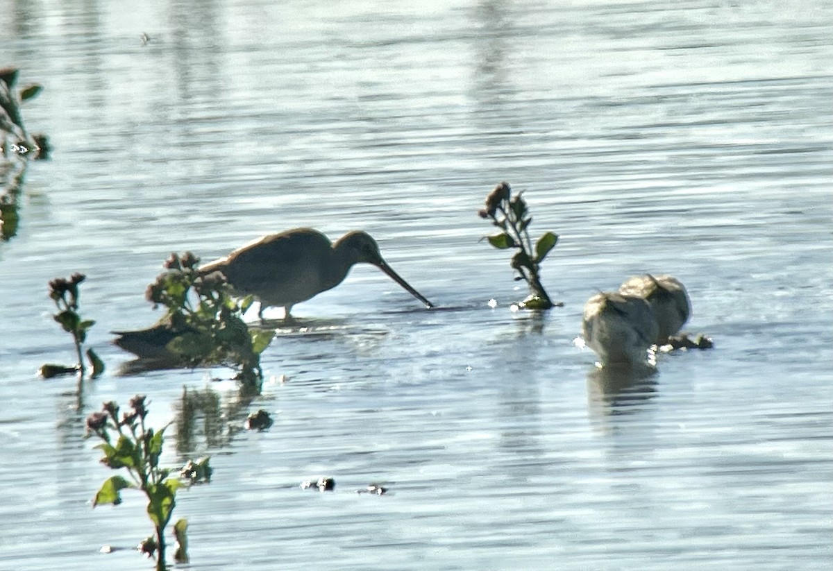 Hudsonian Godwit - ML492194551