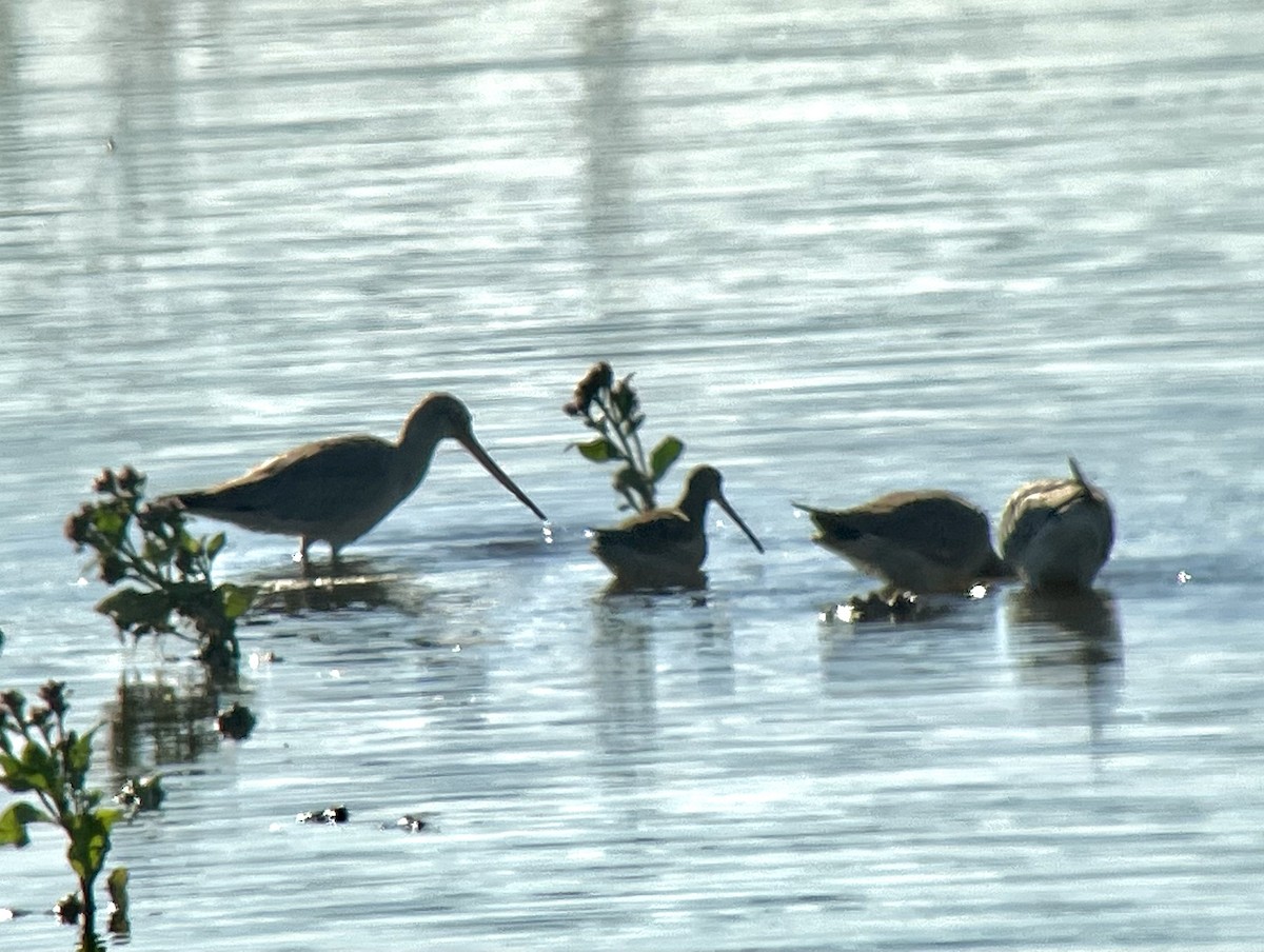 Hudsonian Godwit - ML492194571