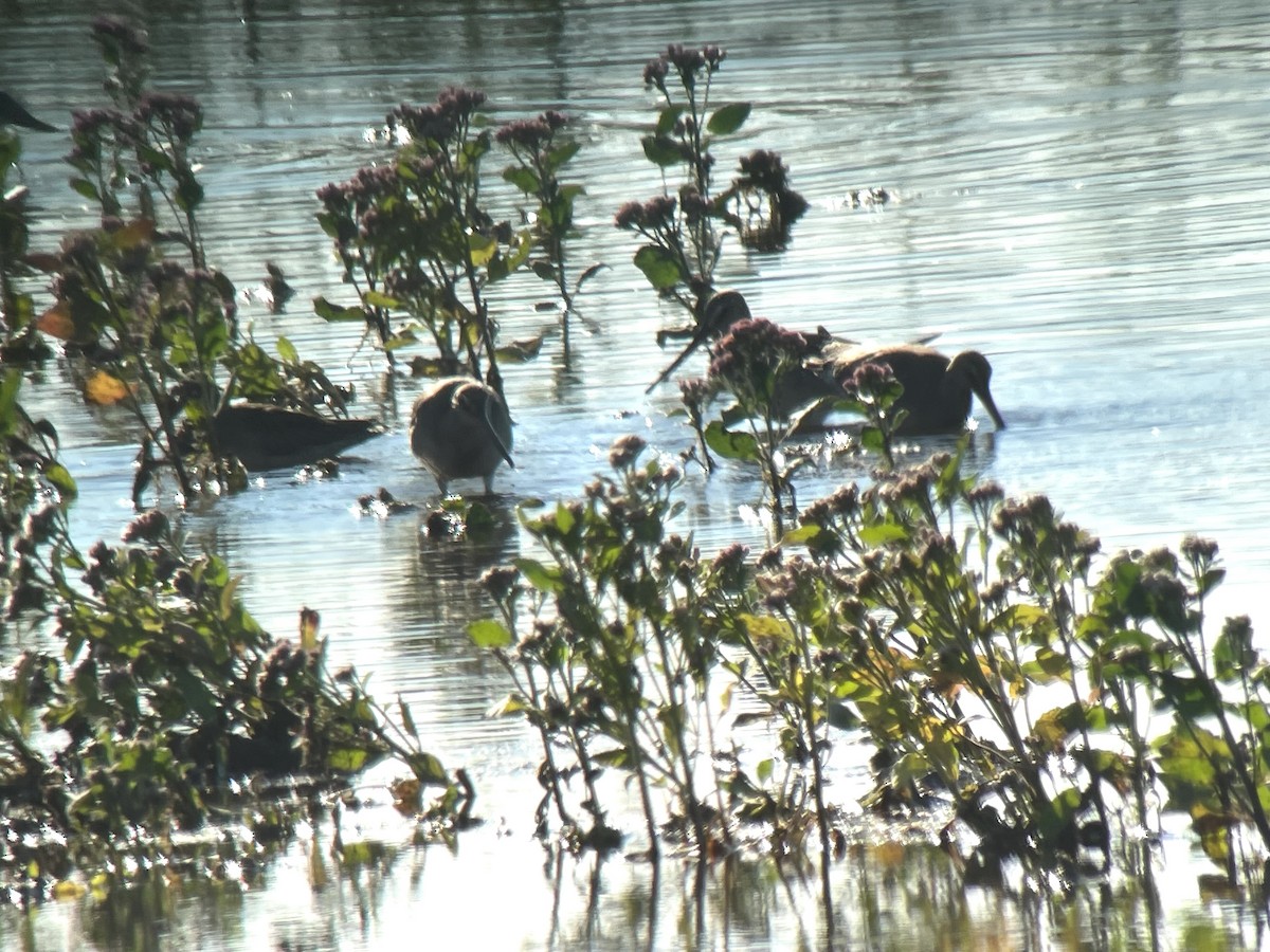 Hudsonian Godwit - ML492194581