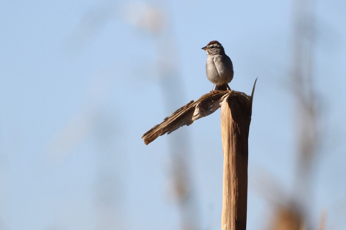 Chipping Sparrow - ML49219571