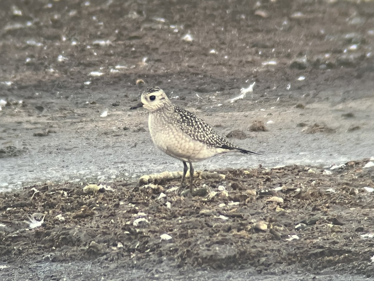 American Golden-Plover - Kevin Kubach