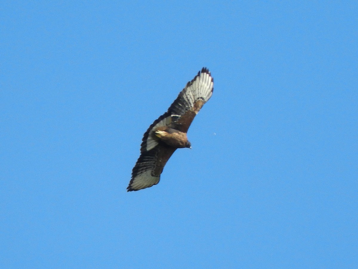 Black-and-chestnut Eagle - ML492197551