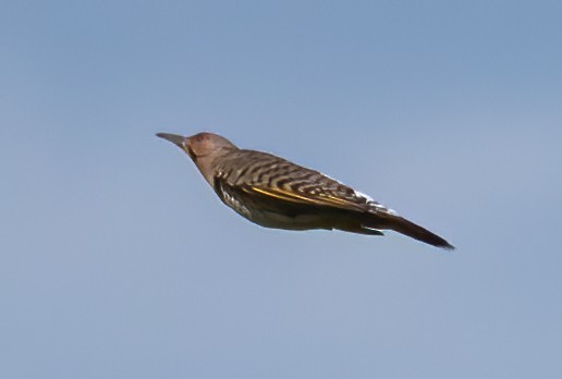 Northern Flicker - ML492198201