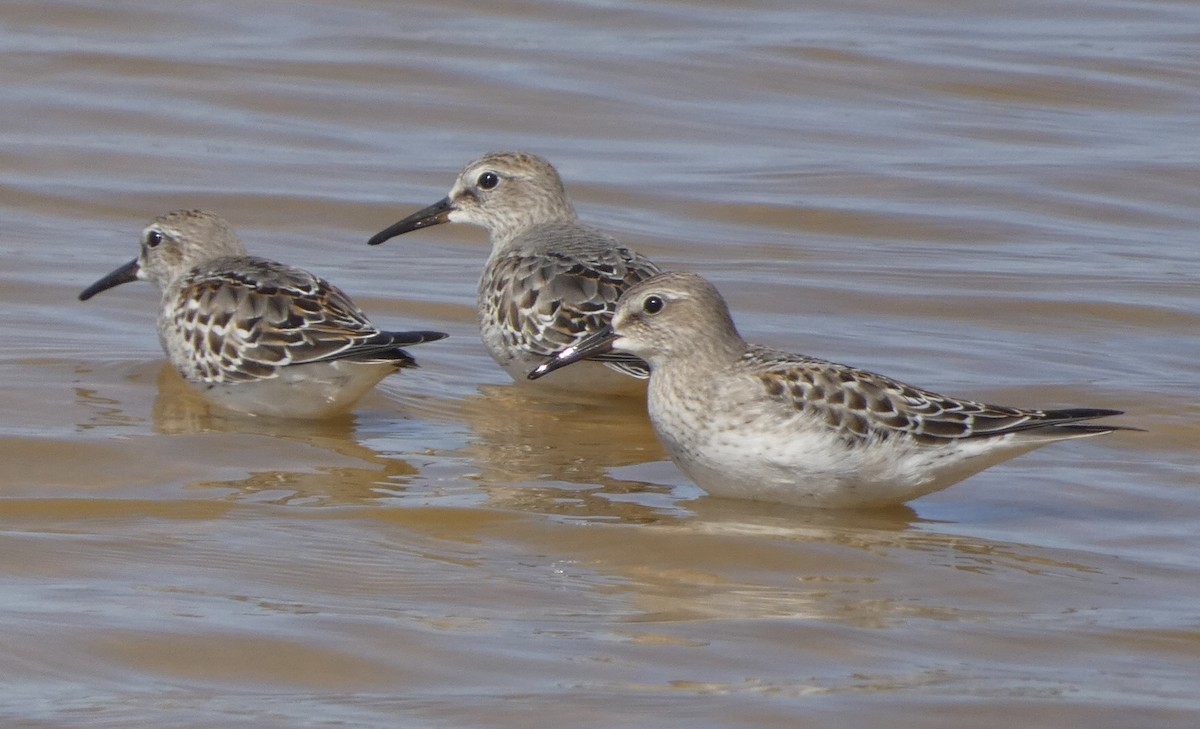 White-rumped Sandpiper - ML492198881