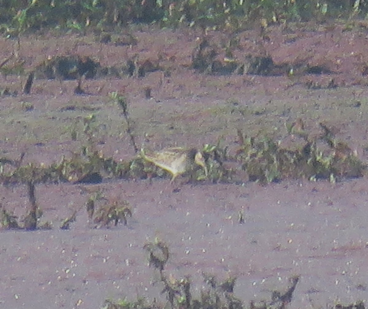 Pectoral Sandpiper - ML492199021