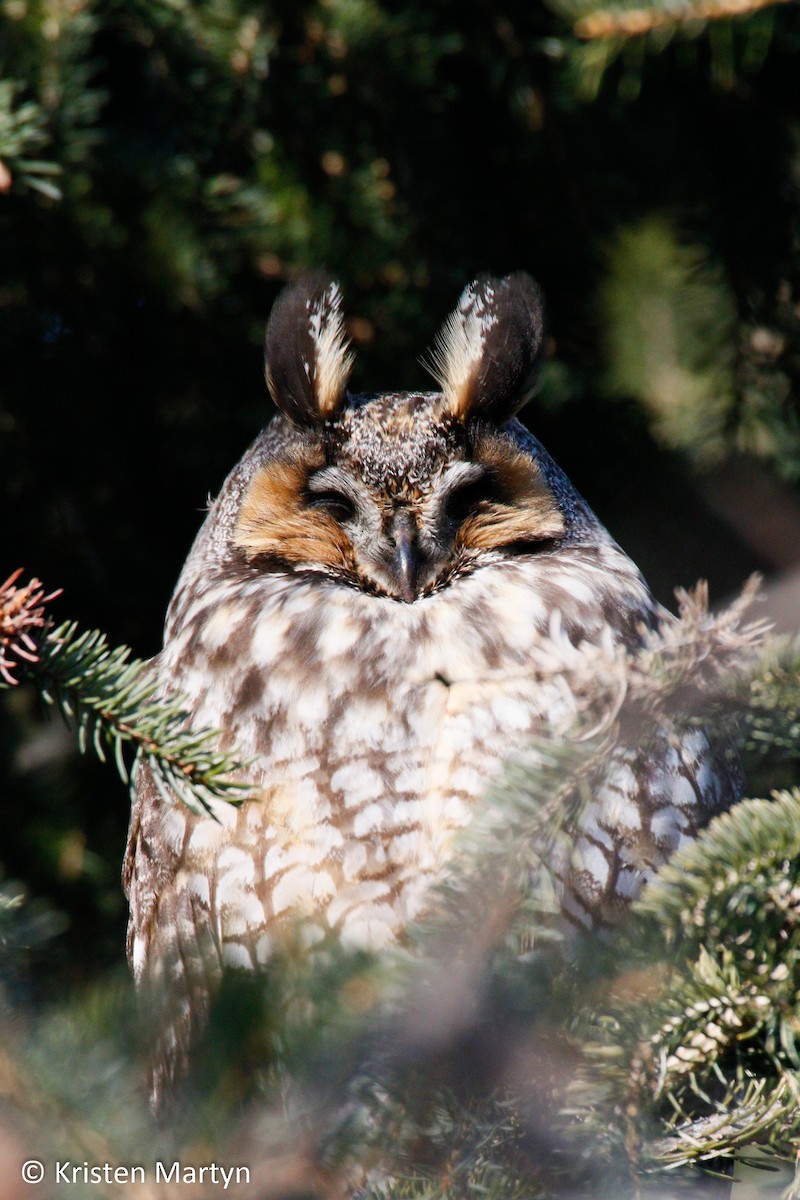 Long-eared Owl - Kristen Martyn