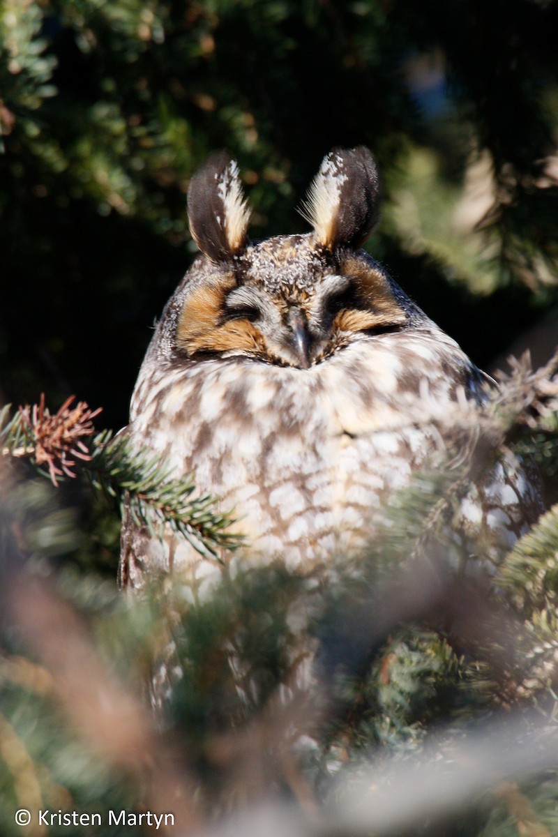 Long-eared Owl - Kristen Martyn