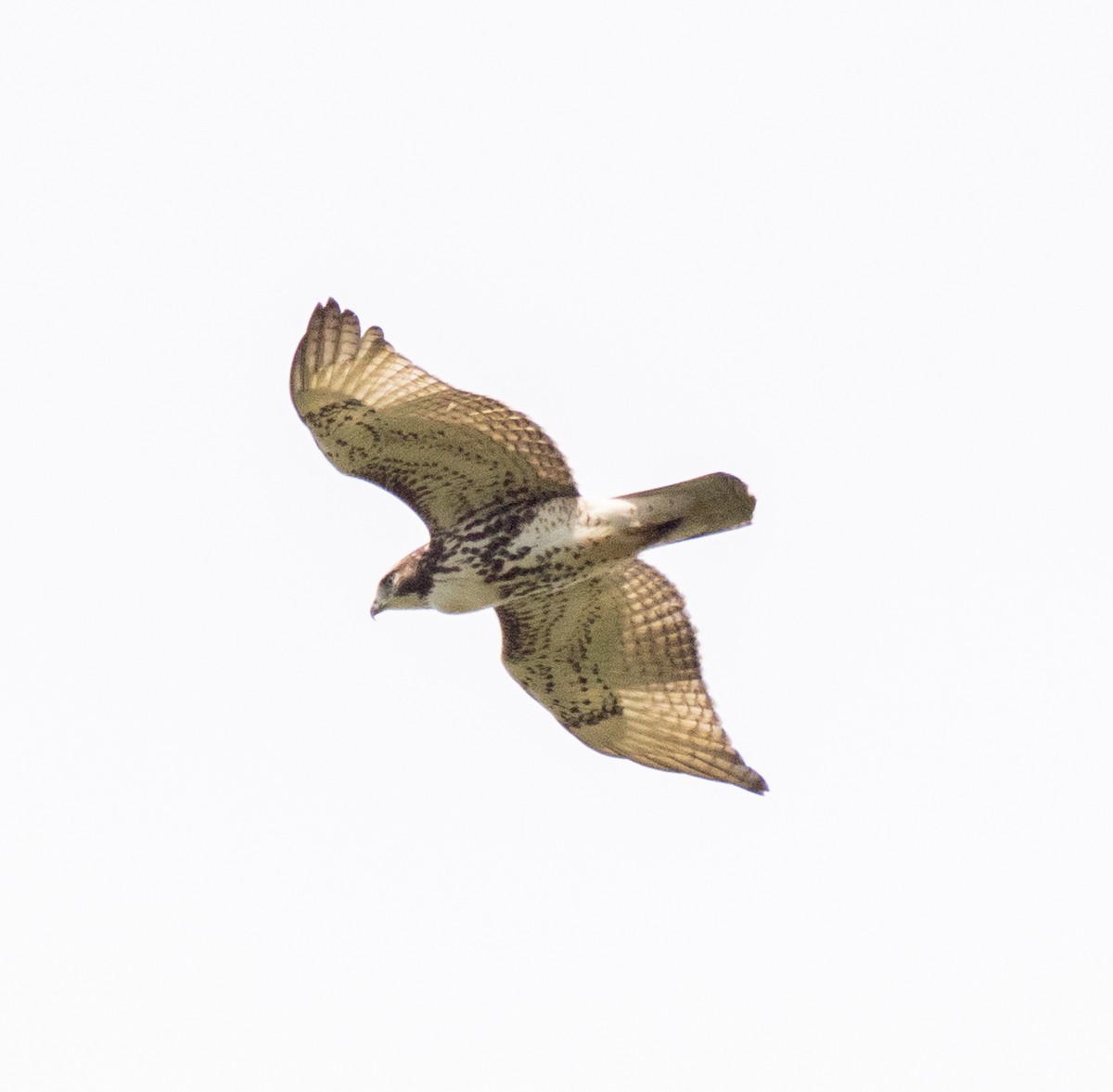 Red-tailed Hawk - ML492200251
