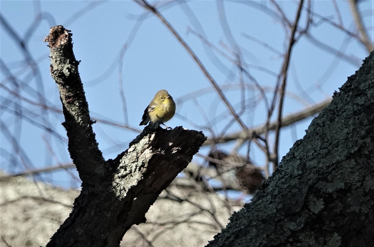 Pine Warbler - ML492200281