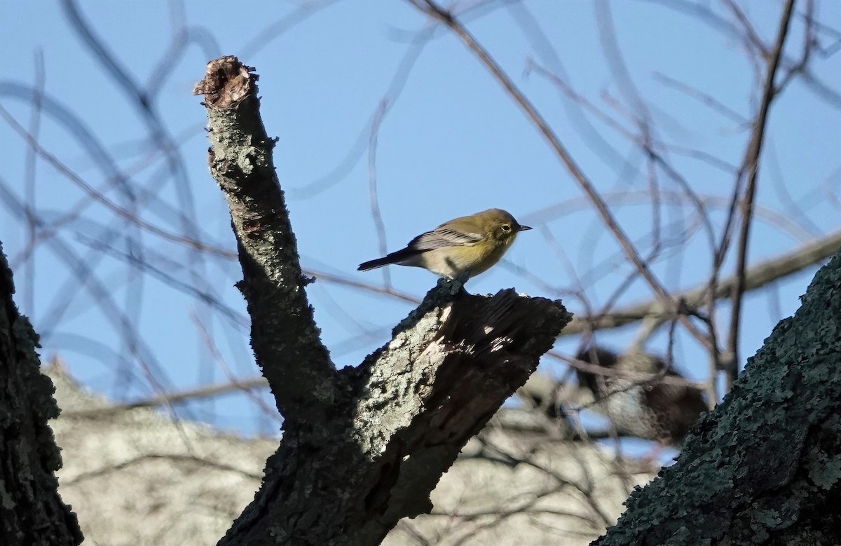 Pine Warbler - ML492200311