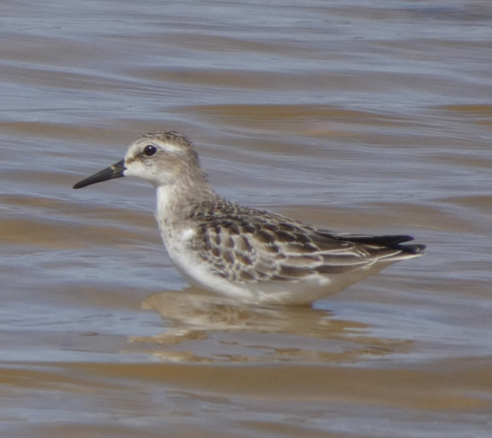 Semipalmated Sandpiper - ML492200371