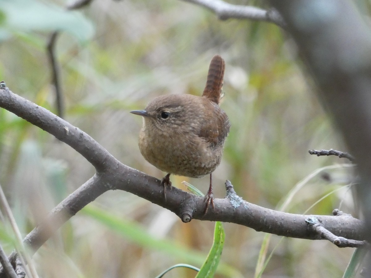 Winter Wren - ML492200401